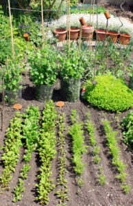 7 Benefits of Growing a Victory Garden Image